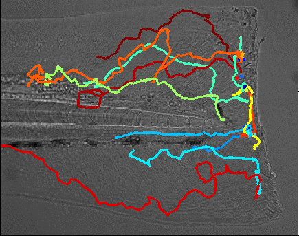 3D view of Neutrophil Tracks