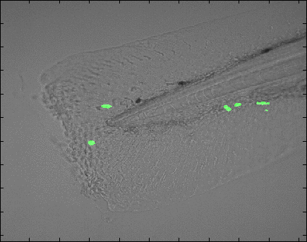 Fluorescent Neutrophils moving around a zebrafish tail